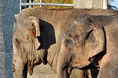 Elephas_maximus_-_Knie's_Kinderzoo_Rapperswil_2011-11-18_15-22-40