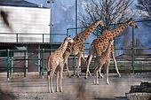 Knie's_Kinderzoo_-_Giraffa_camelopardalis_Jungtiere_2011-03-25_16-44-00